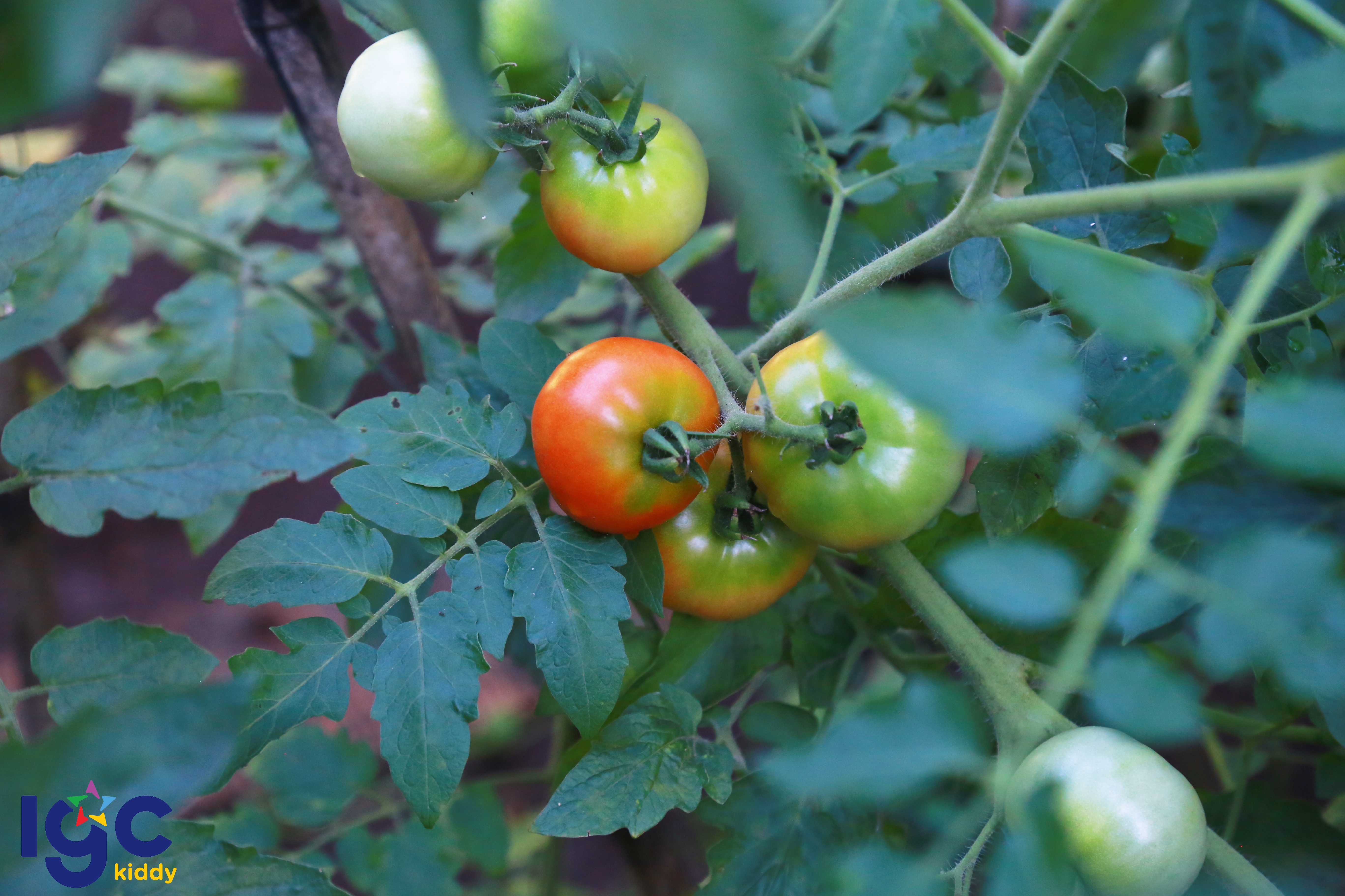 BÉ THU HOẠCH CÀ CHUA